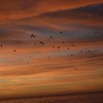 cambria_431 (November 03, 2018)